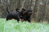 ROTTWEILER 443